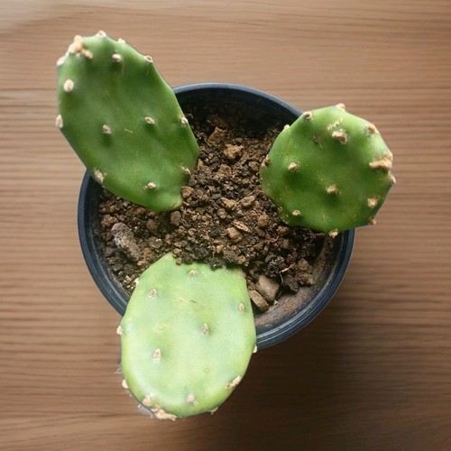 Promo lot 3 cactus - :,