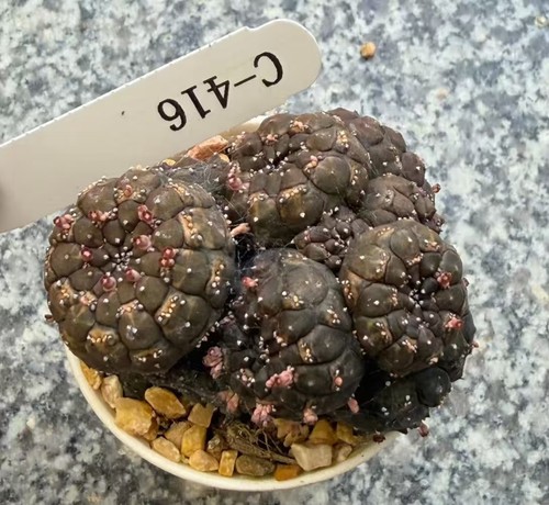 Rare cacti euphorbia - cacti,