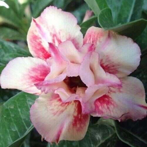 Graines adenium obesum - graines,