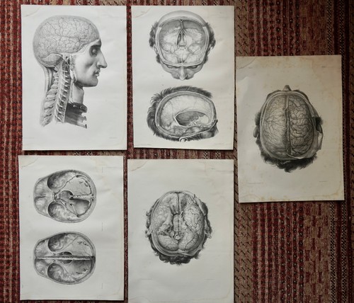 Anatomie medecine bourgery - medecine,