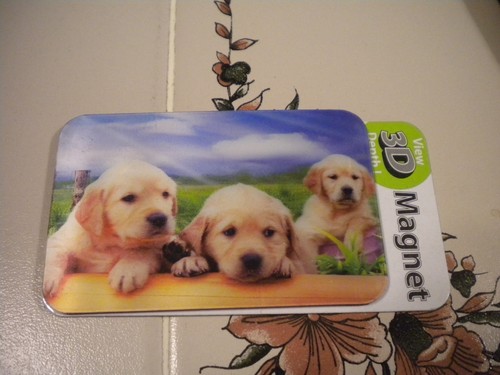 Golden retriever puppies - golden,