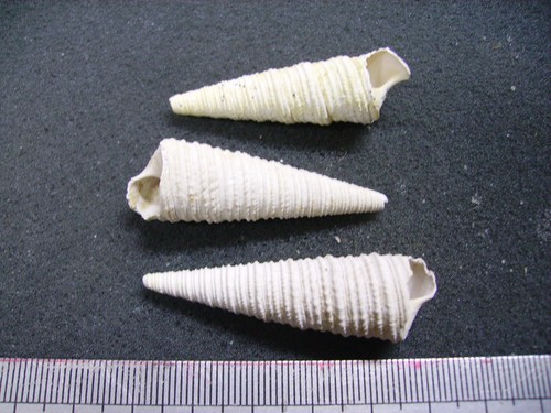 125 turritella - -,