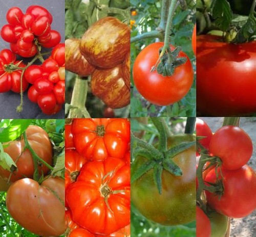 Graines tomates bio - graines,