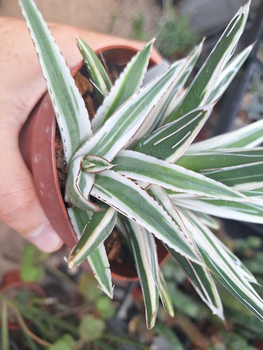 Rejet pups agave - rejet,