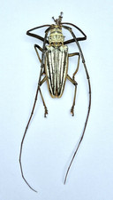 Cerambicidae - Great Batocera lamondi 73mm!