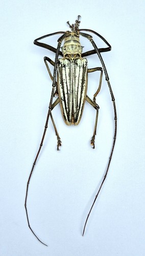 Cerambicidae great batocera - great,