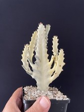 RARE! Cactus Blanc Lactéa Plante Caudex Euphorbia Trigona White Ghost Dragon 10