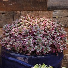 Sedum sunsparkler® 'Dream