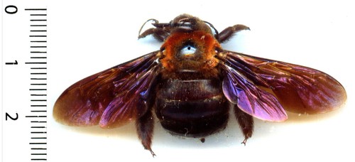 Abeille bee xylocopa mixta - abeille,