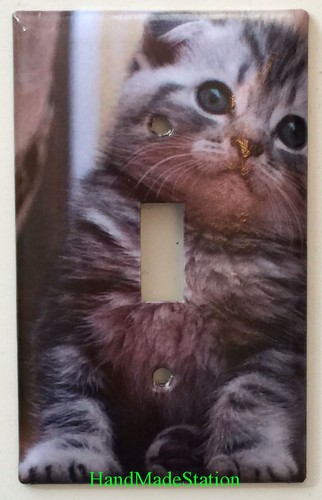 Highland fold puppy cat light - cat,