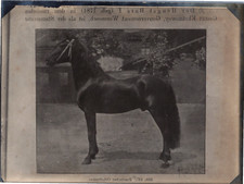 Cheval, Trotteur Russe, vintage silver print, ca.1910 Vintage silver print Tir