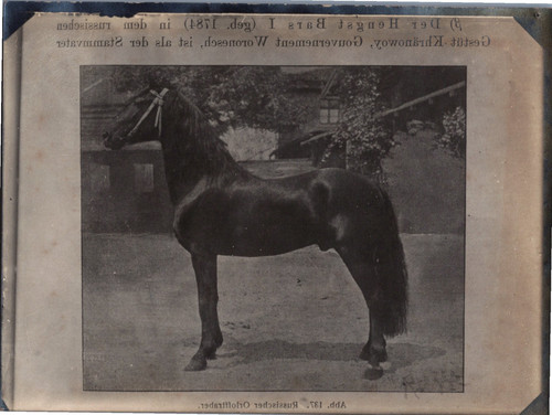 Cheval trotteur russe - cheval,,