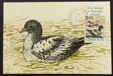 Carte TAAF Terres Australes, Oiseaux Damier du cap / pétrel
