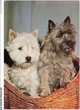 AKVP9-0745-CHIEN - DEUX WESTIE