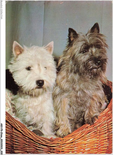 Akvp9 0745 chien deux - akvp9-0745-chien, westie