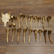 22 X Parties De Bois De Cerf