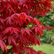 Acer palmatum atropurpureum - acer,