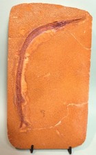 GRAND RHYNCHODERCETIS POISSON AIGUILLE FOSSILE DE COLLECTION CRETACE MAROC