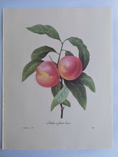 PLANCHE PJ REDOUTÉ PLUS BELLES FLEURS FRUITS PECHER A FRUITS LISSES PECHE VICTOR