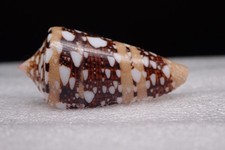 103 - Conus (Cylinder)