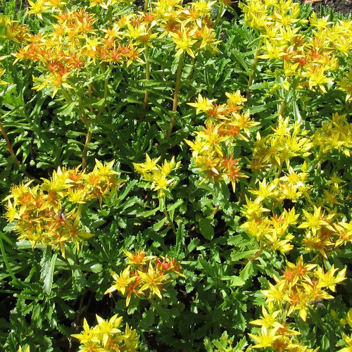 Sedum floriferum