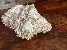 COQUILLAGE BENITIER BIVALVE