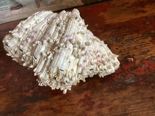 Coquillage benitier bivalve - benitier,
