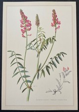 Botanique Sainfoin cultivé