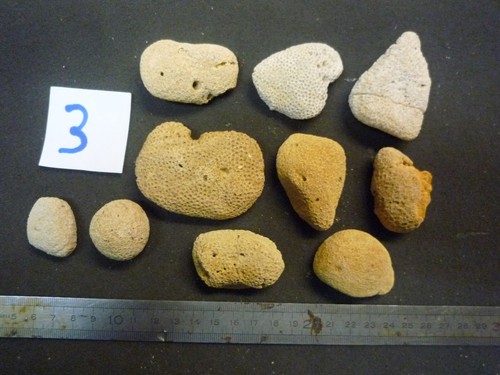 Coraux corail goniopora - coraux,