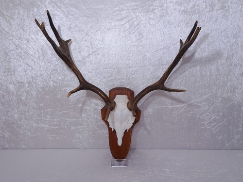 Q82qkd bois hirsch geweih - -,