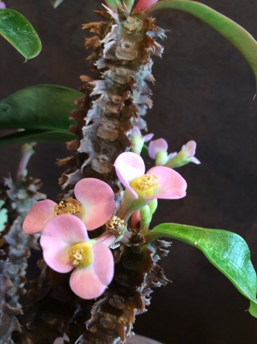 Euphorbia lophogona graines