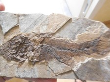 Fossile . Poisson fossile Smerdis du Vaucluse .