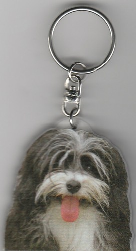 Bichon havanais chien - bichon,
