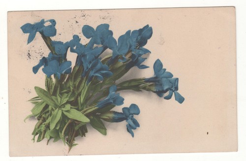 Jolie cpa fleurs - cpa, bleus