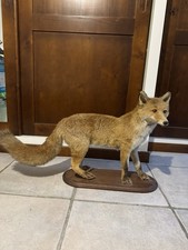 Renard empaillé - renard,