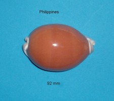 Cypraea   Aurantium  Philippines      92 mm   Super