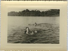 PHOTO ANCIENNE - BAIN HOMME