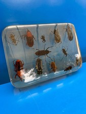 Résine inclusion Lot De 12 insectes entomologie taxidermie cabinet de curiosités