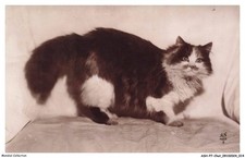 ASHP7-0383-CHAT - CHAT PERSAN TRICOLORE