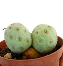 Tephrocactus geometricus -