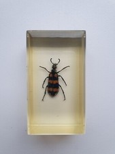 Insecte inclusion résine -