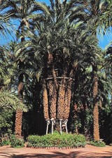 ESPAGNE ELCHE HUERTO DEL CURA