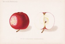 Pêche Rouge Pomme D'Été