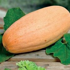 Potiron Pink Jumbo Banana 5 GRAINES