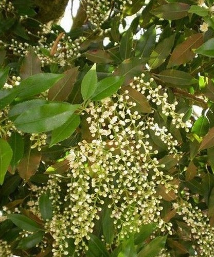 Poivrier de sichuan - poivrier,