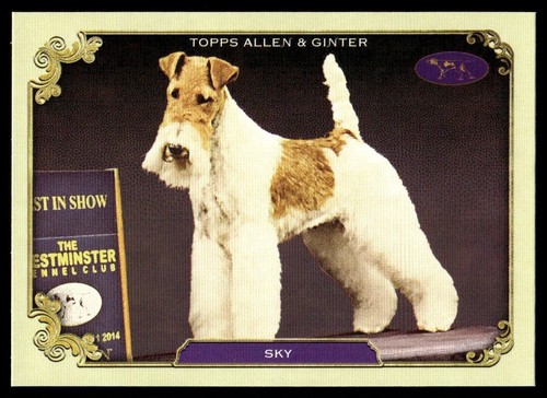 Sky 2024 topps allen ginter - sky, &