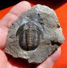 TRILOBITE DÉVONIEN DU MAROC