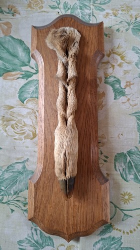 Taxidermie ancienne patte - taxidermie, de