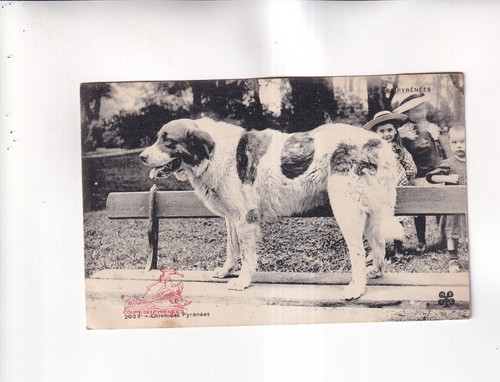 F5225 carte postale - carte, chien