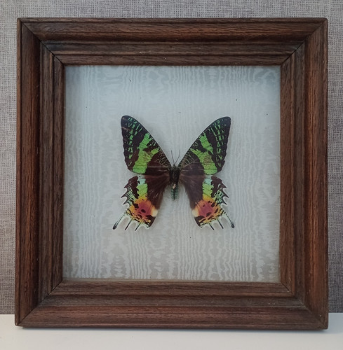 Papillon urania ripheus - urania,